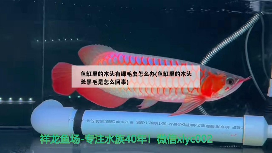 魚缸里的木頭有綠毛蟲怎么辦(魚缸里的木頭長黑毛是怎么回事) 魚缸里的木頭有綠毛蟲怎么辦(魚缸里的木頭長黑毛是怎么回事) 紅龍魚百科