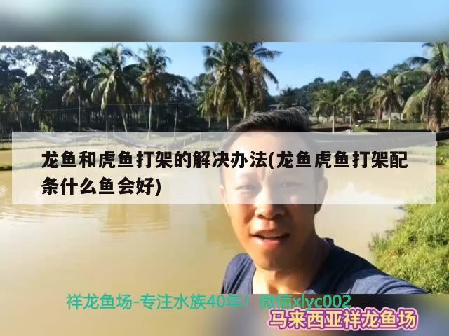 龍魚和虎魚打架的解決辦法(龍魚虎魚打架配條什么魚會好)