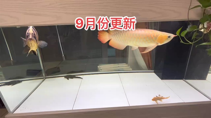 什么魚能和龍魚、虎魚混養(龍魚能和虎魚混養嗎) 9月份更新 龍魚論壇 9月份更新 9月份更新 龍魚論壇