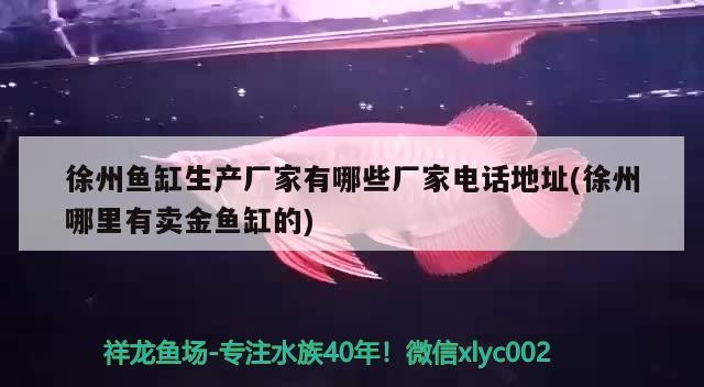 徐州魚缸生產廠家有哪些廠家電話地址(徐州哪里有賣金魚缸的)