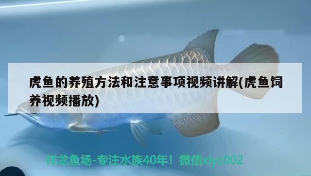 虎魚的養殖方法和注意事項視頻講解(虎魚飼養視頻播放)