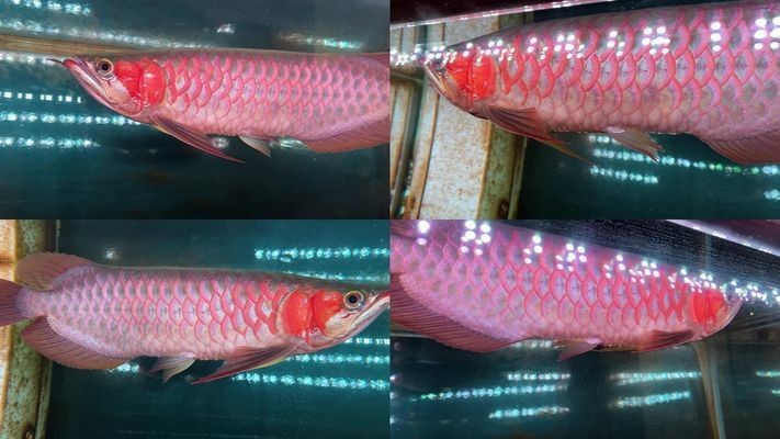 紅龍魚小的時候是什么顏色的：紅龍魚在幼年時期的顏色與成年后有顯著的區(qū)別