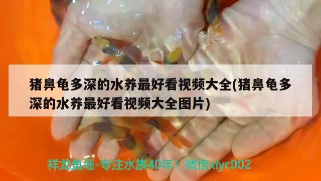 豬鼻龜多深的水養最好看視頻大全(豬鼻龜多深的水養最好看視頻大全圖片)