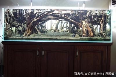 超小型魚缸造景圖：水草造景入門指南