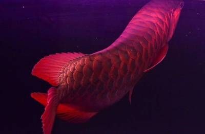 描寫紅龍魚的作文三年級：紅龍魚市場價格趨勢紅龍魚風水作用解析紅龍魚風水作用解析