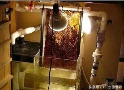 不換水魚缸壁怎么清理:不換水的魚缸壁如何清理? 魚缸百科 第3張 不換水魚缸壁怎么清理:不換水的魚缸壁如何清理? 不換水魚缸壁怎么清理:不換水的魚缸壁如何清理? 魚缸百科 第3張