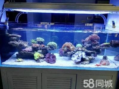 淡水哪里有賣魚缸的地方：廣州淡水魚缸哪里賣