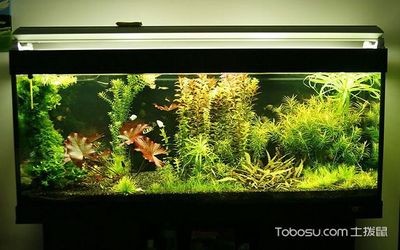 森森至臻硝化菌水質穩定劑凈水劑（森森硝化菌怎么樣）