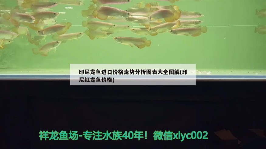 印尼龍魚進(jìn)口價格走勢分析圖表大全圖解(印尼紅龍魚價格)