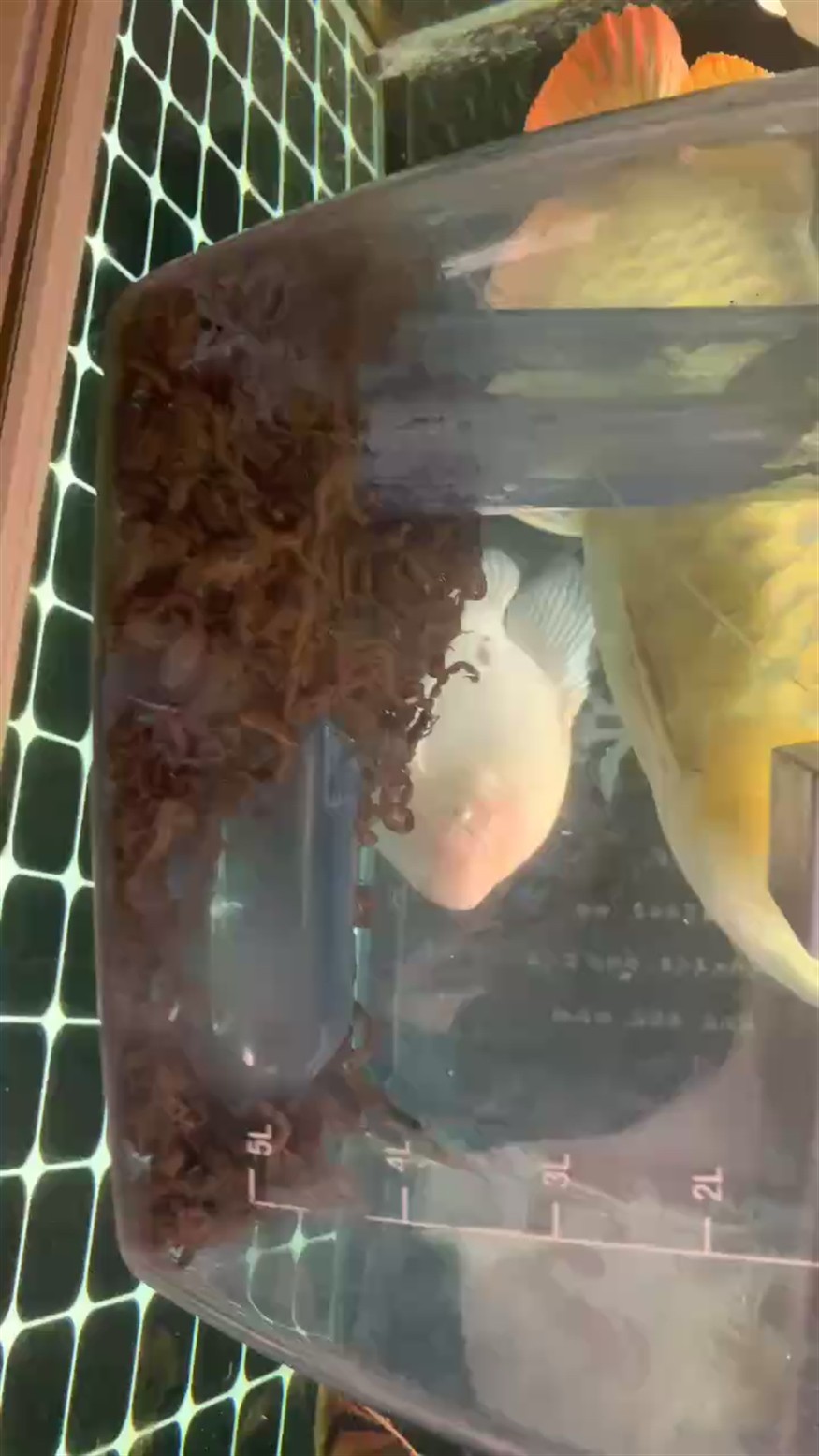 蝎子大戰龍魚