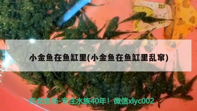 小金魚在魚缸里(小金魚在魚缸里亂竄)