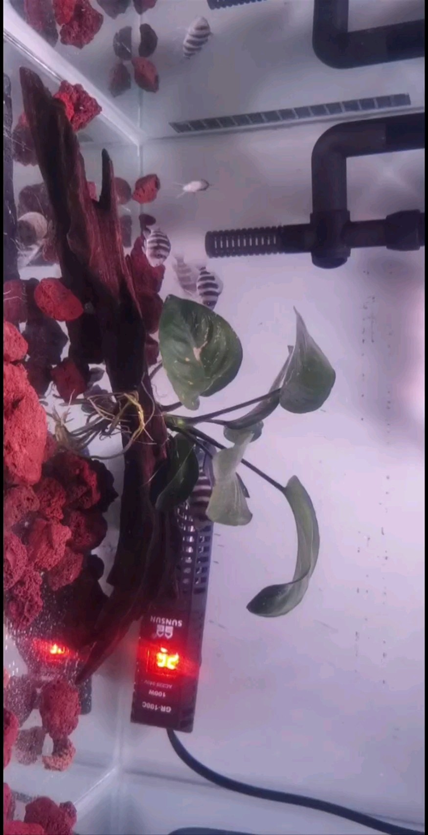 伊薩小苗