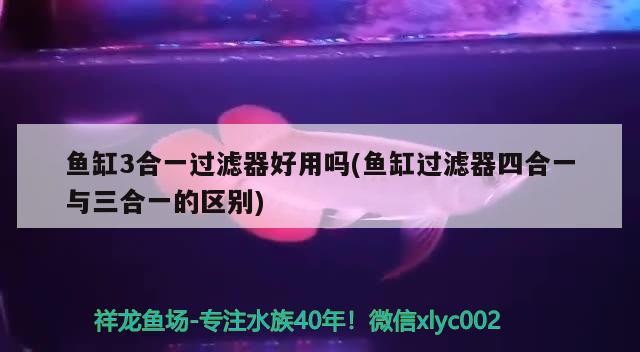小虎魚容易出雜是因為長得太快了么？