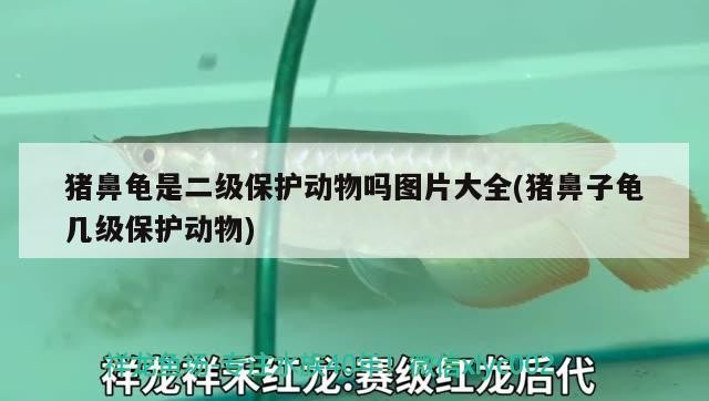 豬鼻龜是二級(jí)保護(hù)動(dòng)物嗎圖片大全(豬鼻子龜幾級(jí)保護(hù)動(dòng)物)
