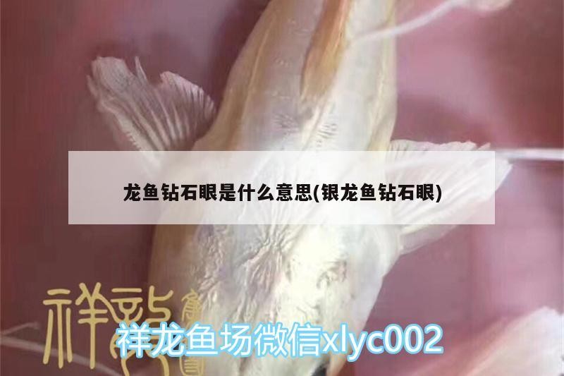龍魚鉆石眼是什么意思(銀龍魚鉆石眼)
