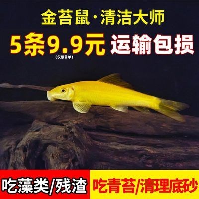 大型魚缸怎么運輸到家里：大型魚缸如何搬運