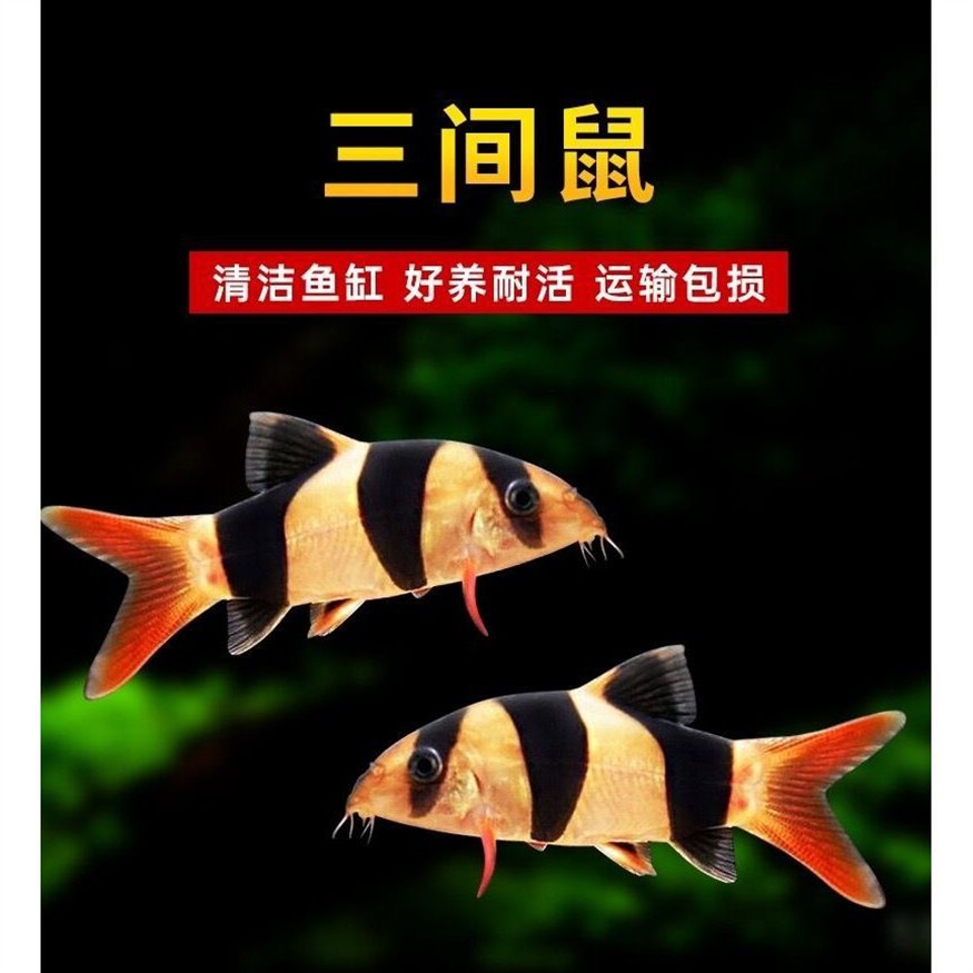 大型魚缸怎么運輸到家里：大型魚缸如何搬運