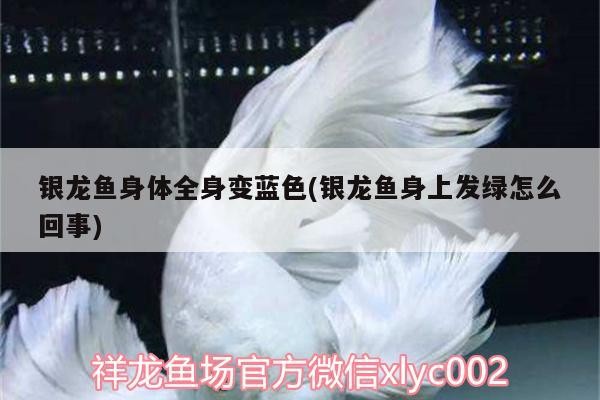 銀龍魚身體全身變藍色(銀龍魚身上發綠怎么回事)