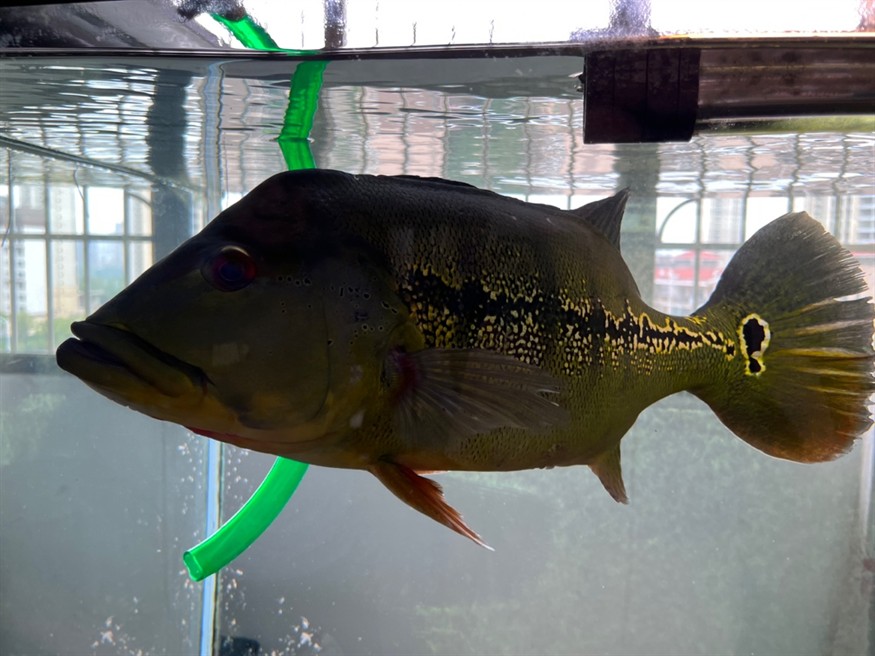 為了避免被龍魚(yú)打廢，50厘米了，送走。