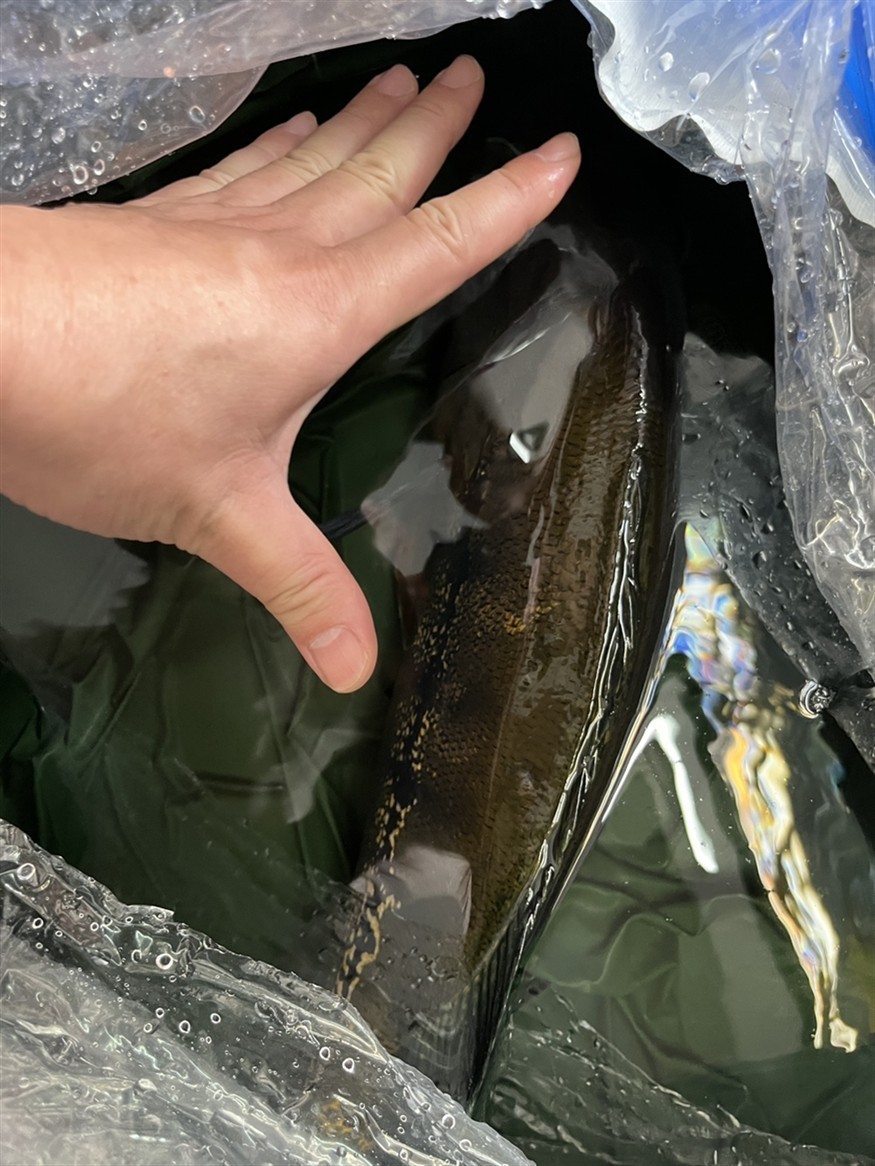 為了避免被龍魚(yú)打廢，50厘米了，送走。