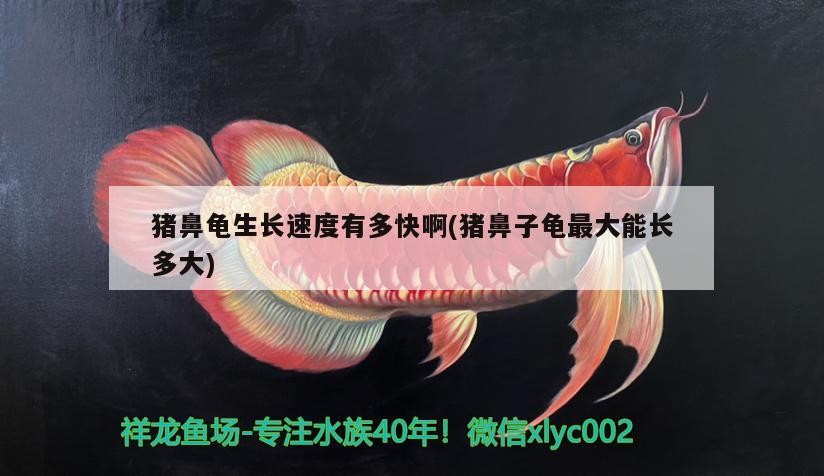 豬鼻龜生長速度有多快啊(豬鼻子龜最大能長多大)
