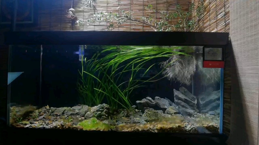 新開一口溪流缸