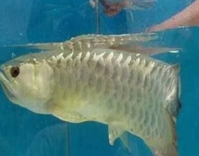 金龍魚不吃魚食怎么辦