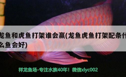虎魚天天黑來點赤瞳黃金 龍魚和虎魚打架誰會贏(龍魚虎魚打架配條什么魚會好) 虎魚百科 龍魚和虎魚打架誰會贏(龍魚虎魚打架配條什么魚會好) 龍魚和虎魚打架誰會贏(龍魚虎魚打架配條什么魚會好) 虎魚百科