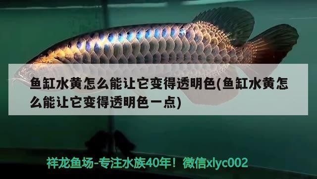 魚缸水黃怎么能讓它變得透明色(魚缸水黃怎么能讓它變得透明色一點(diǎn))