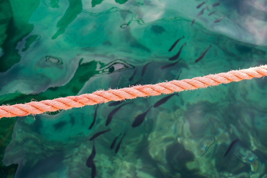 銀龍魚(yú)與發(fā)財(cái)魚(yú)混養(yǎng)怎么樣(招財(cái)魚(yú)和銀龍混養(yǎng))