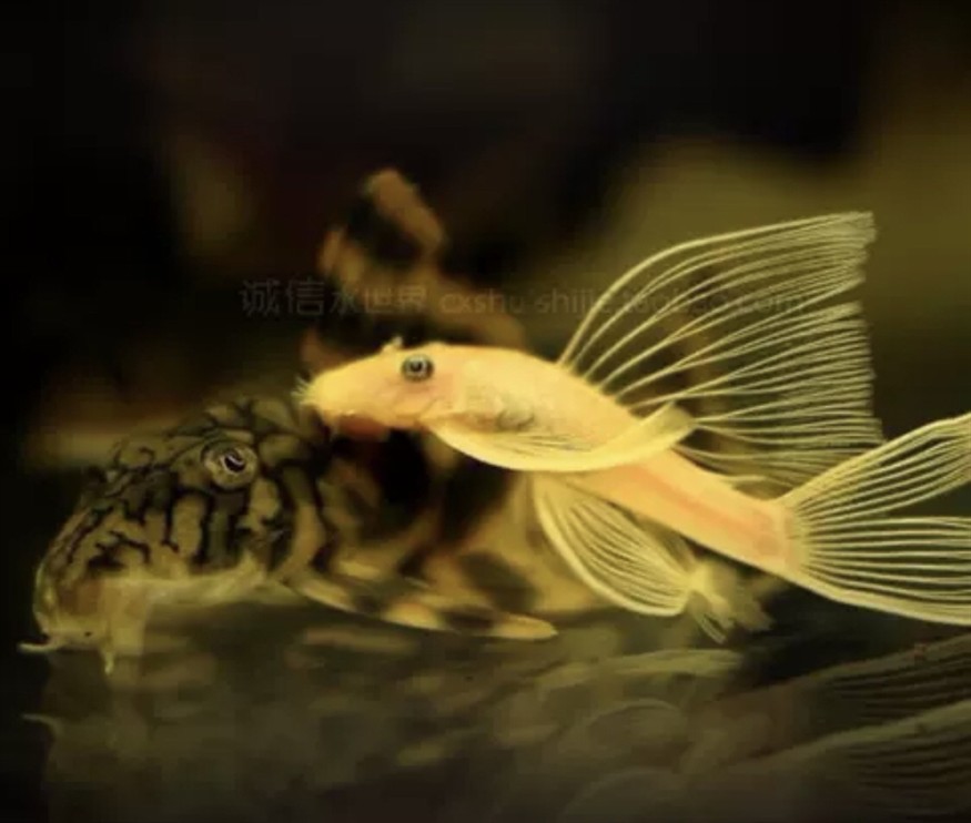 黃金胡子與黃金大凡