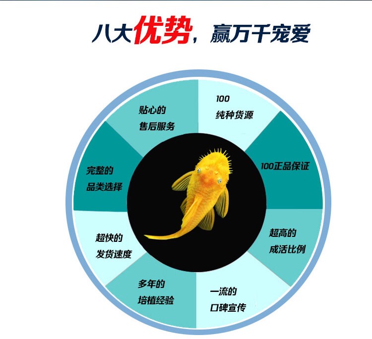 黃金胡子與黃金大凡