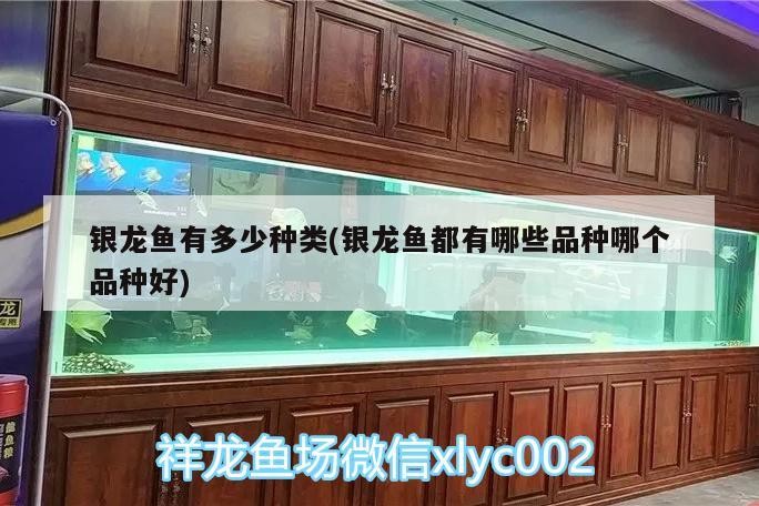 銀龍魚有多少種類(銀龍魚都有哪些品種哪個(gè)品種好)