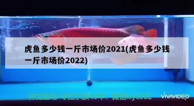 虎魚多少錢一斤市場價2021(虎魚多少錢一斤市場價2022)