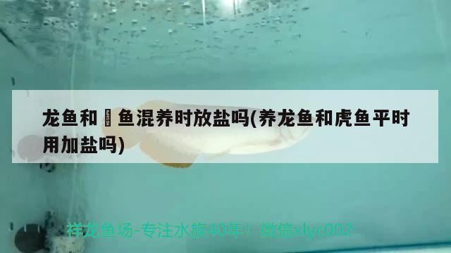 龍魚和魟魚混養時放鹽嗎(養龍魚和虎魚平時用加鹽嗎)