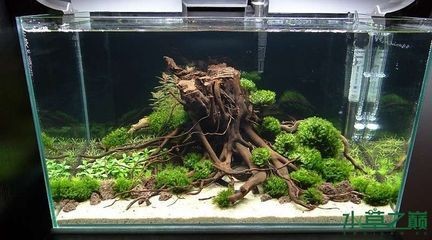 1.5米魚缸造景效果圖大全及價格