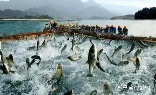 龍魚的養(yǎng)護和管理技術論文題目