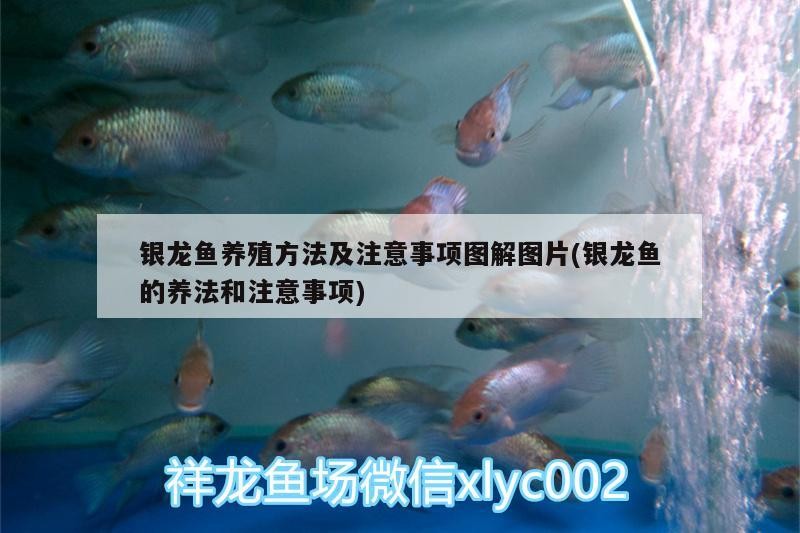 銀龍魚養殖方法及注意事項圖解圖片(銀龍魚的養法和注意事項)