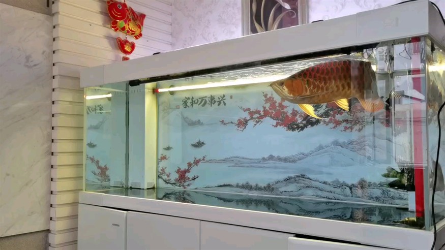 出精品大紅龍撿漏勿擾
