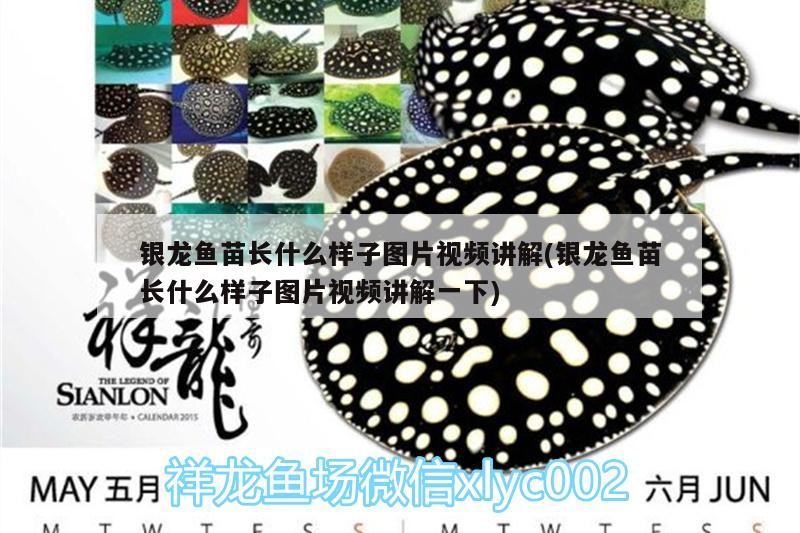 銀龍魚苗長什么樣子圖片視頻講解(銀龍魚苗長什么樣子圖片視頻講解一下)