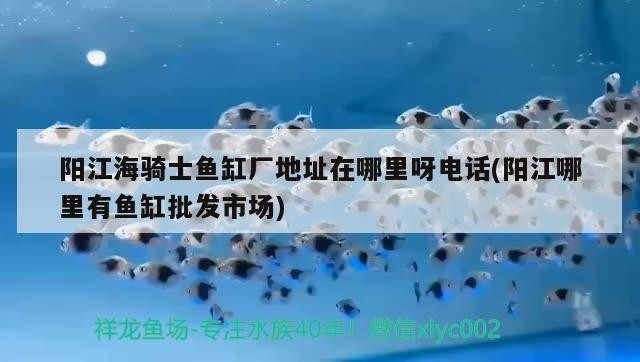 陽(yáng)江海騎士魚(yú)缸廠地址在哪里呀電話(陽(yáng)江哪里有魚(yú)缸批發(fā)市場(chǎng))