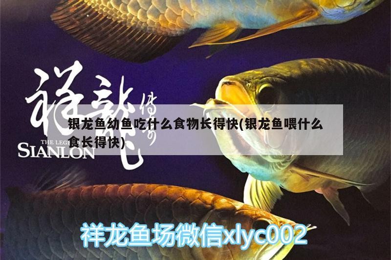銀龍魚幼魚吃什么食物長(zhǎng)得快(銀龍魚喂什么食長(zhǎng)得快)
