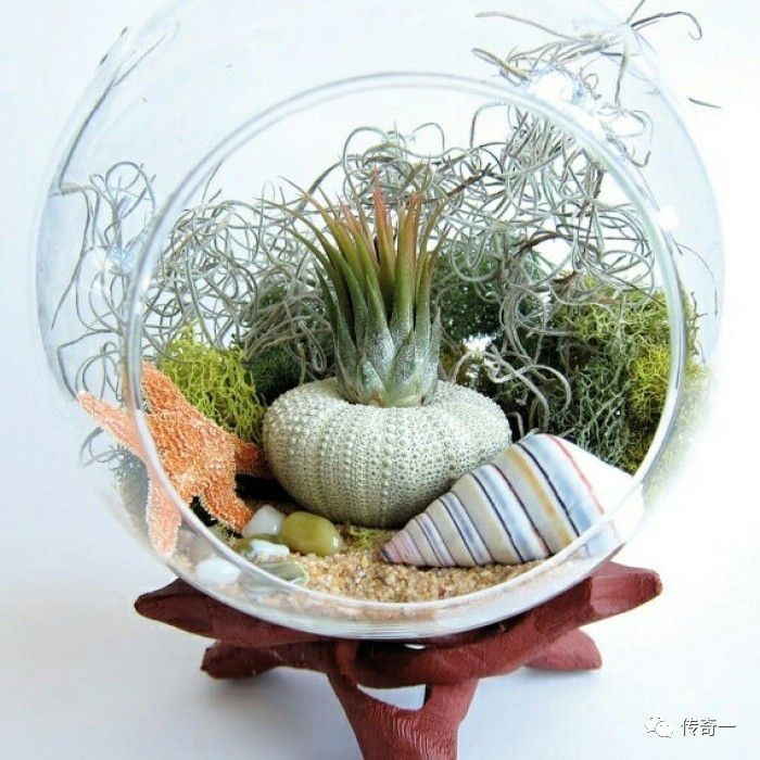 玻璃魚缸種什么植物比較好：在玻璃魚缸中種植植物不僅可以美化環(huán)境還可以凈化水質