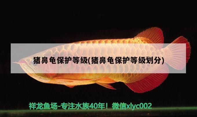 豬鼻龜保護(hù)等級(jí)(豬鼻龜保護(hù)等級(jí)劃分)