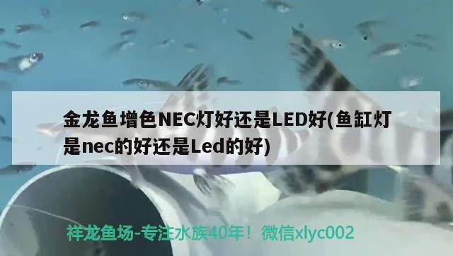 魚(yú)缸照明燈漏電怎么辦(魚(yú)缸燈管漏電怎么辦)