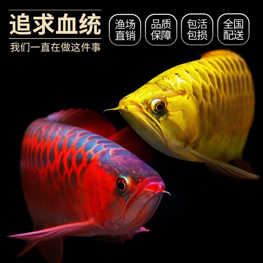 正紅眼白子出生一個星期了