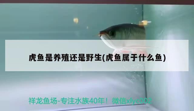 虎魚是養(yǎng)殖還是野生(虎魚屬于什么魚)