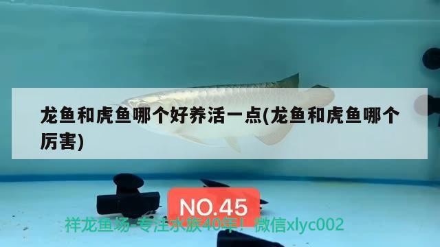 龍魚和虎魚哪個好養(yǎng)活一點(龍魚和虎魚哪個厲害)