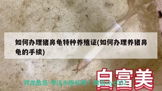 如何辦理豬鼻龜特種養(yǎng)殖證(如何辦理養(yǎng)豬鼻龜?shù)氖掷m(xù))