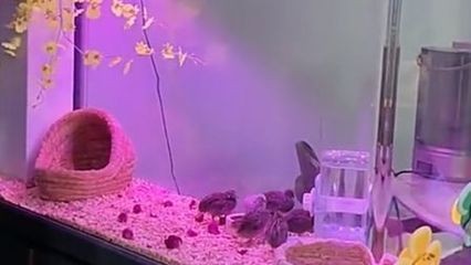 玻璃魚缸開裂如何處理最好呢：當玻璃魚缸出現開裂時，根據裂紋位置和嚴重程度有所不同